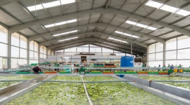 Sau gạo, một loại ‘siêu trái cây’ xuất khẩu gặp khó: Hàng nghìn container phải quay đầu, Nga, châu Âu đang nhập rất nhiều