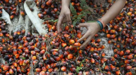 Giá dầu cọ tăng mạnh theo đà tăng của giá dầu