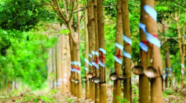 Một doanh nghiệp đặt mục tiêu lợi nhuận năm 2026 tăng hơn 150% so với năm trước nhờ khoản tiền đền bù từ công ty thành viên của THACO