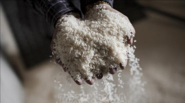 Giá gạo Ấn Độ, Thái Lan giảm do biến động chi phí vận tải