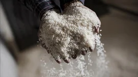 Giá gạo Ấn Độ, Thái Lan giảm do biến động chi phí vận tải