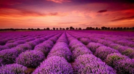 Bất ngờ một cổ phiếu ngược dòng “trần cứng” giữa lúc 300 mã nằm sàn