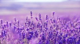 Một cổ phiếu bất động sản "bốc đầu" kịch trần sau khi báo lãi tăng bằng lần