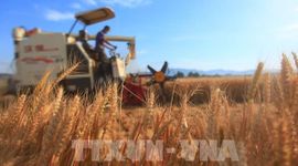 FAO cảnh báo rủi ro gia tăng đối với an ninh lương thực toàn cầu