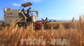 FAO cảnh báo rủi ro gia tăng đối với an ninh lương thực toàn cầu