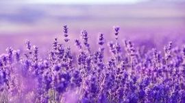 Một cổ phiếu ngân hàng bất ngờ "tím lịm" với thanh khoản đột biến,chuyện gì đang xảy ra?