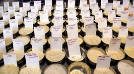 Thị trường nông sản thế giới: Giá gạo Ấn Độ và Thái Lan đều tăng