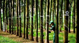 Cổ phiếu Cao su Tây Ninh (TRC) tăng trần, thanh khoản “bùng nổ” sau tin thưởng cổ phiếu