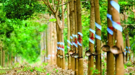 Cổ phiếu Cao su Phước Hòa (PHR) được kỳ vọng vượt đỉnh lịch sử, động lực đến từ đâu?