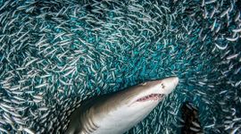 Loạt "cá mập" đã âm thầm làm một việc trước cú rơi hơn 200 điểm của VN-Index