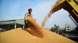 Giá gạo Ấn Độ chạm mức cao nhất trong gần 1 năm