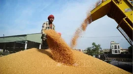 Giá lúa mì chạm đỉnh 3 năm do lo ngại về xung đột Nga-Ukraine