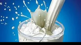Ngành sữa Australia đạt doanh thu kỷ lục dù sản lượng giảm