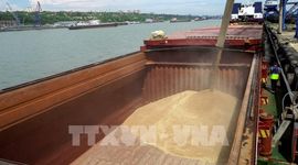 Nga miễn thuế xuất khẩu ngũ cốc đến cuối năm 2026