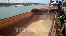Nga miễn thuế xuất khẩu ngũ cốc đến cuối năm 2026