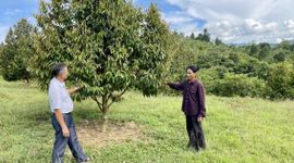 Sự thật sau nguồn thu 65 triệu/tháng từ 2ha đất sầu riêng