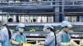 Thaco Agri đã bền bỉ ‘bơm tiền’ cho HAGL Agrico như thế nào?