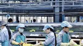 Thaco Agri đã bền bỉ ‘bơm tiền’ cho HAGL Agrico như thế nào?