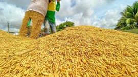 Giá gạo trắng 5% tấm của Thái Lan cao nhất trong 2 tháng