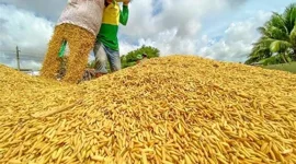 Giá gạo trắng 5% tấm của Thái Lan cao nhất trong 2 tháng