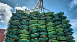 Thực trạng xuất khẩu gạo vào Philippines và bài toán cần tháo gỡ