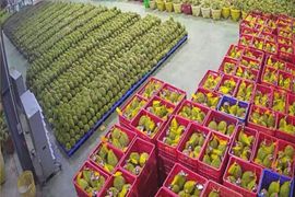 Sầu riêng xuất khẩu tăng giá, cần hạn chế tình trạng "bẻ kèo"