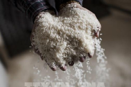 Giá gạo Thái Lan và Ấn Độ chạm mức thấp nhất trong nhiều năm