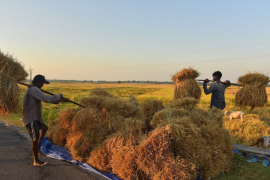 Giá gạo tại thị trường châu Á chạm mức thấp nhất trong nhiều năm