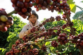 Mỹ gỡ bỏ thuế càphê nhập khẩu, ảnh hưởng đến thị trường toàn cầu