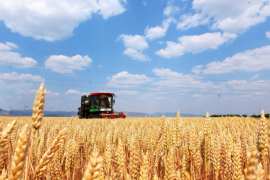 Sản lượng lương thực Trung Quốc đạt mức cao kỷ lục năm 2025