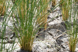 Tin buồn cho gạo Việt Nam, Thái Lan: Nền kinh tế lớn nhất Đông Nam Á tuyên bố đã tự túc hoàn toàn gạo và ngô, chấm dứt nhập khẩu từ năm 2025