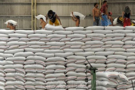 Gạo dự trữ của Indonesia dự kiến đạt kỷ lục trong năm 2025