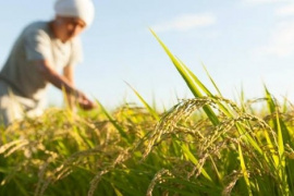 Buồn của nền kinh tế lớn thứ 4 thế giới: Nhập khẩu gạo tăng gấp 100 lần, hàng nội địa ‘bão chồng bão’