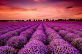 Doanh nghiệp BĐS đầu tiên công bố lợi nhuận 2025 tăng hơn 100%, cổ phiếu lập tức "tím lịm"