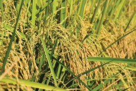 Giá gạo lao dốc, Thái Lan bất ngờ tìm ra một vị cứu tinh tại châu Á: Xuất khẩu gấp 6 lần năm trước cộng lại, là quốc gia đang thiếu hụt trầm trọng