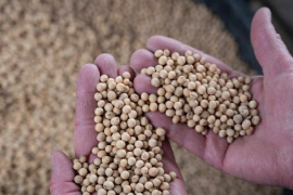 Xuất khẩu đậu tương Mỹ sang Trung Quốc tăng tốc sau nhiều tháng đóng băng