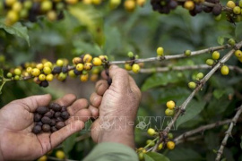 Sản lượng cà phê năm 2025 của Brazil ước tăng 4,3%