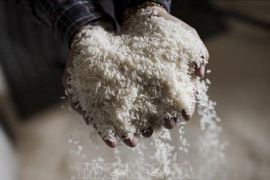 Giá gạo Ấn Độ giảm tuần thứ ba liên tiếp