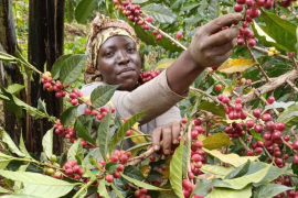 Uganda Vượt Ethiopia Trở Thành Nhà Xuất Khẩu Cà phê Số 1 Châu Phi