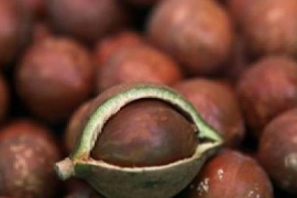 Ca cao Brazil trước nguy cơ không thể vào Mỹ