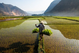 Việt Nam vượt Thái Lan, trở thành nhà xuất khẩu gạo lớn thứ 2 thế giới