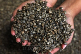 Nghị sĩ Mỹ trình dự luật miễn thuế nhập khẩu cho cà phê