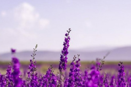 Một cổ phiếu chứng khoán "bốc đầu" kịch trần sau khi báo lãi năm 2025 gấp 860 lần