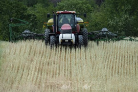 Giá lúa gạo giảm mạnh đẩy nhiều nông dân Mỹ vào cảnh khó khăn