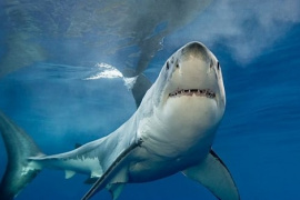 Một nhóm cổ phiếu kỳ vọng tạo “sóng” đầu năm 2026