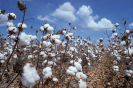 Giá bông tại Mỹ chạm đỉnh 8 tuần