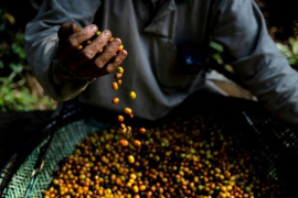 Thị trường nông sản tiếp tục chu kỳ giảm giá