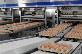 Nông nghiệp Hòa Phát xuất bán hơn 151.000 con heo, 87 triệu quả trứng gà trong quý III/2026