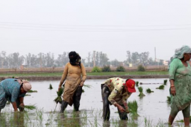 Vừa tuyên bố sẽ tự túc lương thực, khách ruột của gạo Việt lên kế hoạch đẩy mạnh xuất khẩu, 1 triệu tấn sẽ xuất đi những đâu?