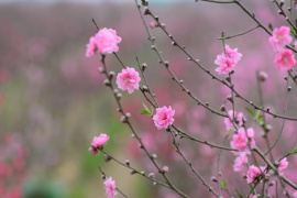 "Hái lộc" đầu xuân Bính Ngọ tại một số nhóm cổ phiếu dự báo hút mạnh dòng tiền